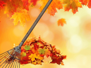 raking, autumn, fall, chronic pain, back pain